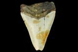 Bargain, Fossil Megalodon Tooth - North Carolina #124770-1